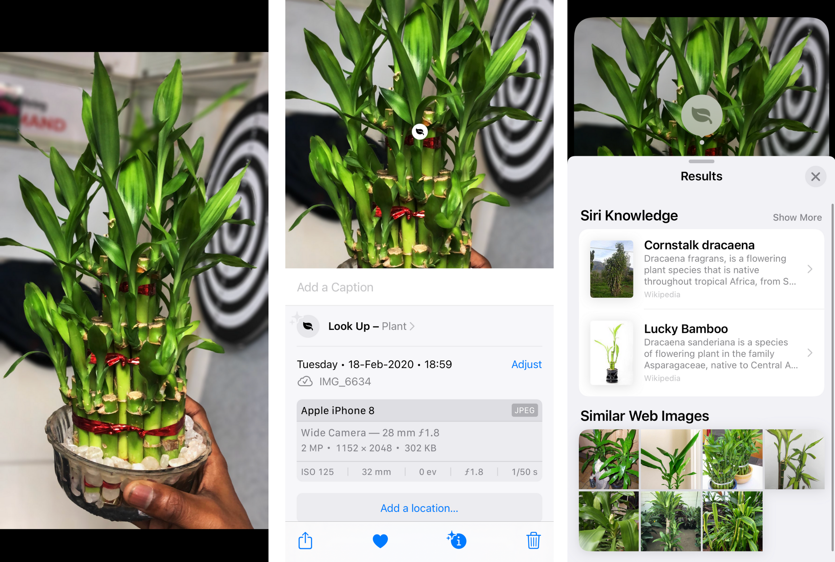 How to identify plants and animals using Apple Photos - Siri Knowledge