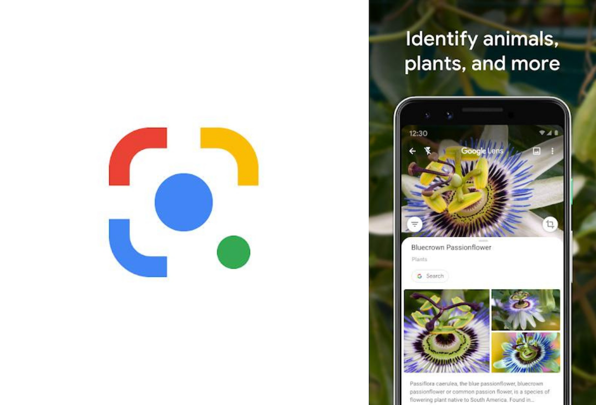 How to identify plants and animals using Google Photos (Lens)