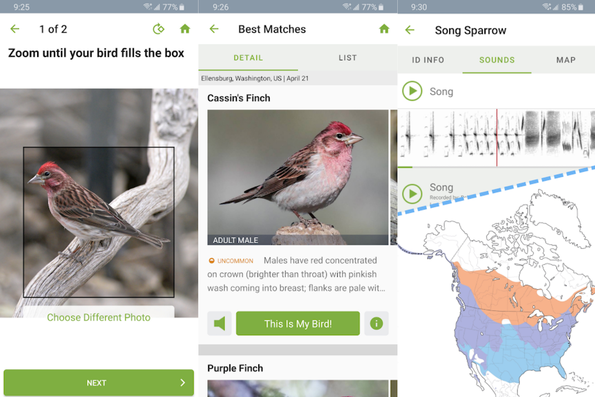 Top apps to identify bird calls (AI-based Bird Identification) - Merlin ID